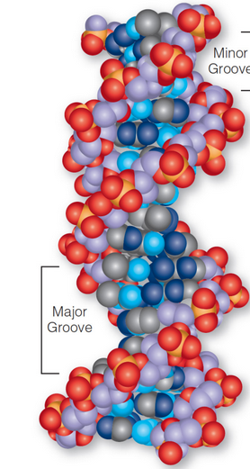 Major and Minor Grooves in DNA