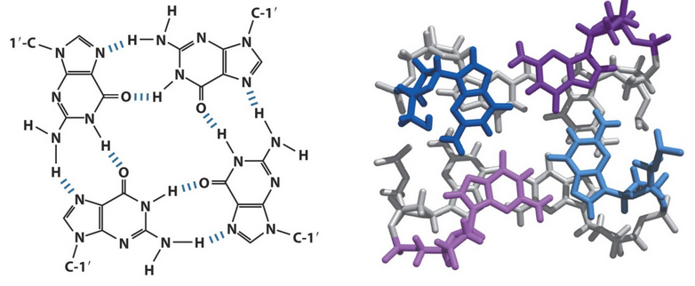 Guanosine Tetraplexes