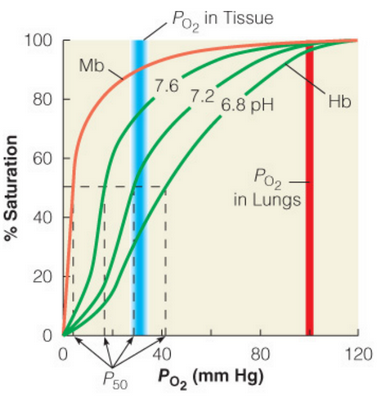 Oxygen Binding Curves