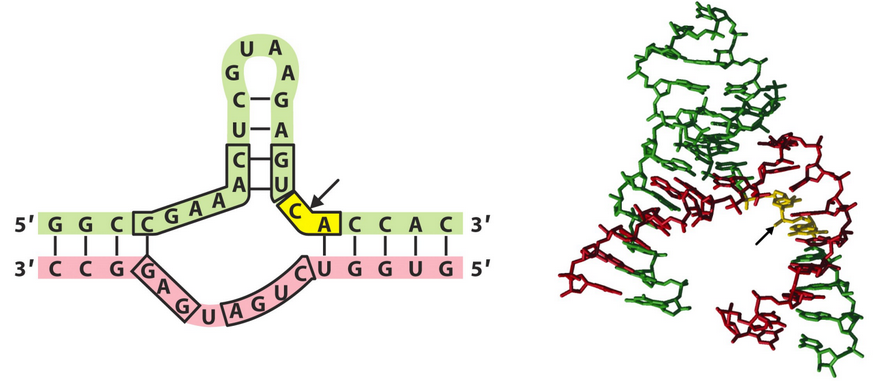 Structure of a Hammerhead Ribozyme