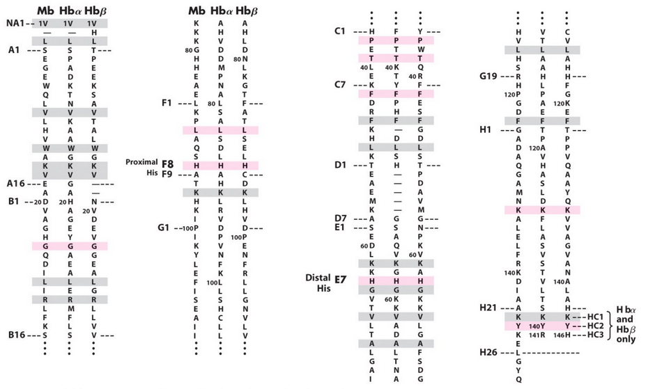 Amino Acid Sequences of Hemoglobin and Myoglobin