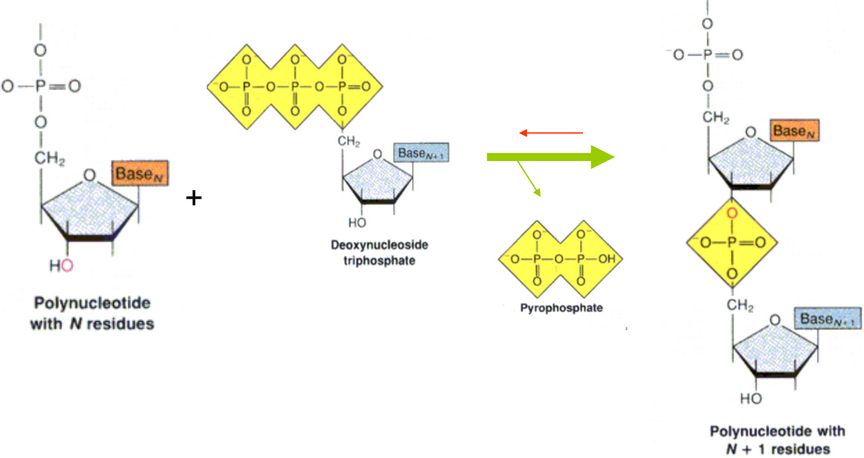 Hydrolysis of a Nucleotide