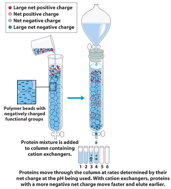 An Ion-Exchange Column Chromatography