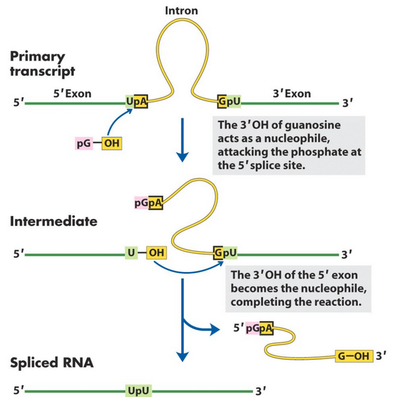 Group I Intron Splicing Mechanism