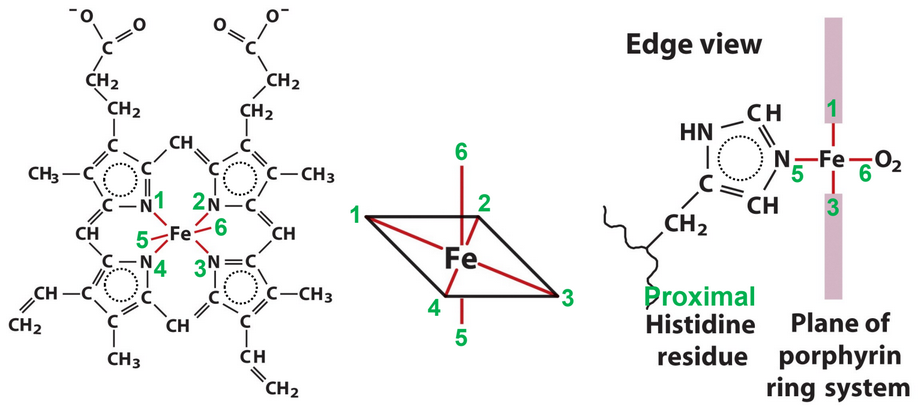 Iron in Hemoglobin