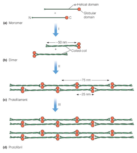 Polymerization of Alpha Keratin