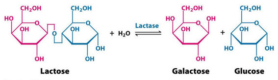 Catabolism of Lactose by Lactase