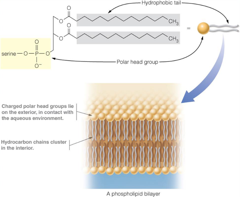 Structure of a Phospholipid Bilayer