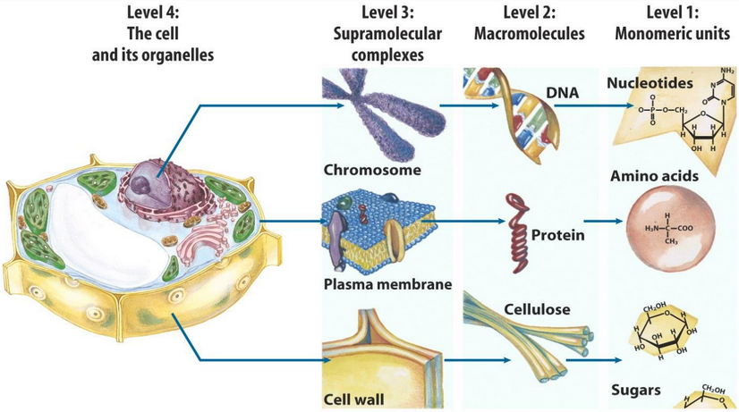 Levels of Biochemistry