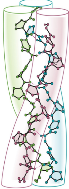 Left-Handed Helices in Collagen