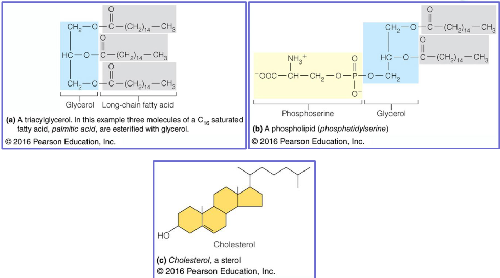 Structure of Lipids