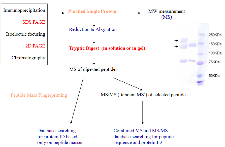 MALDI in Use for Determining Protein Properties