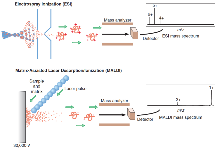 Mass Spectrometry to Determine Protein Primary Structures