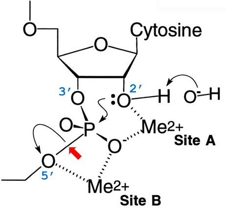 Two Metal Ion Model of Ribozymes