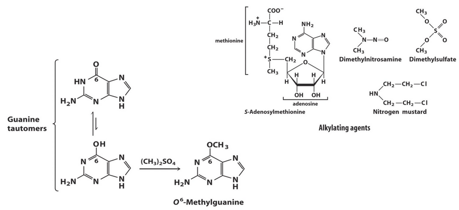 Methylation of DNA