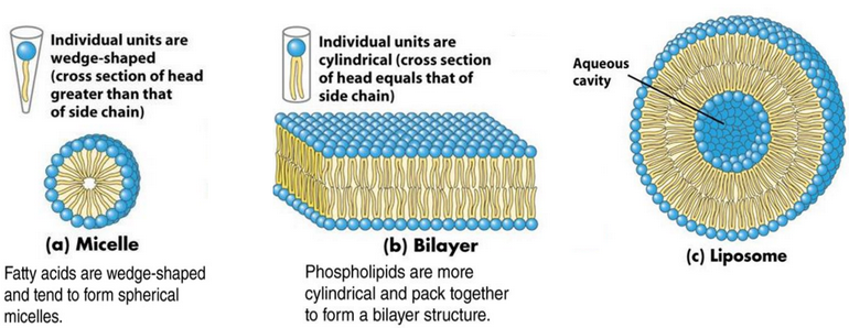 Structure of a Micelle, a Bilayer, and a Liposome