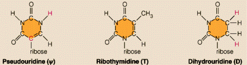 Modified Bases in tRNAs