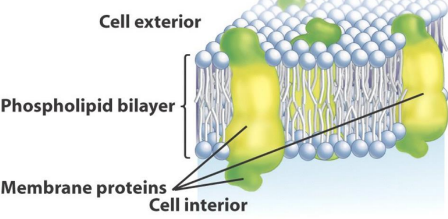 Singer and Nicholson's Model of the Cell Membrane