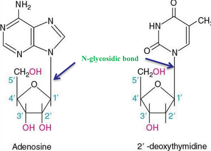 N-Glycosidic Bonds