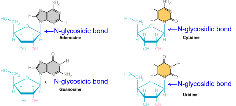 A Nucleoside