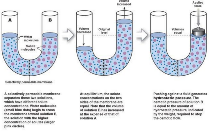 An Osmosis Experiment