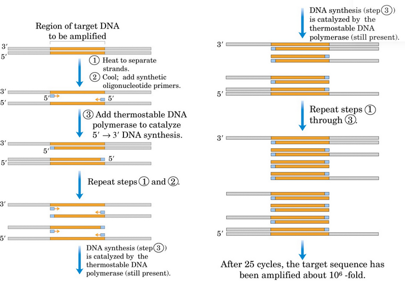 Polymerase Chain Reaction Schematic