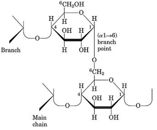 Structure of Amylopectin