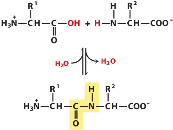 Peptide Formation and Hydrolysis