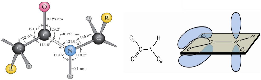 Peptide Bond Characteristics