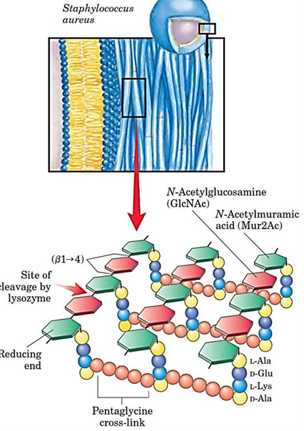 Peptidoglycan Composition