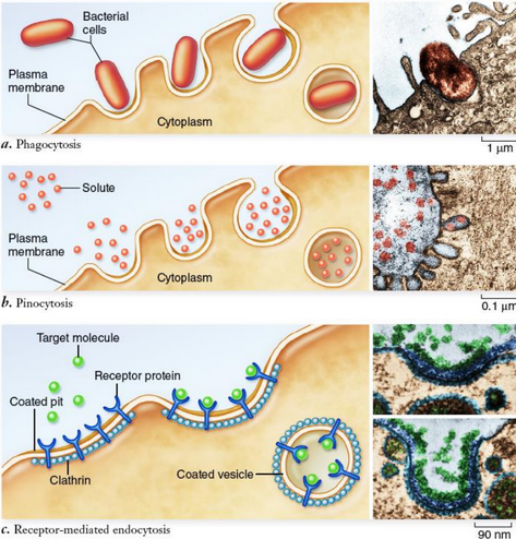 Phagocytosis by a Phagocyte