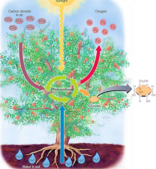 Photosynthesis