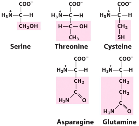 Polar, Uncharged Amino Acids