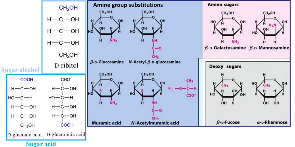 Monosaccharide Derivatives