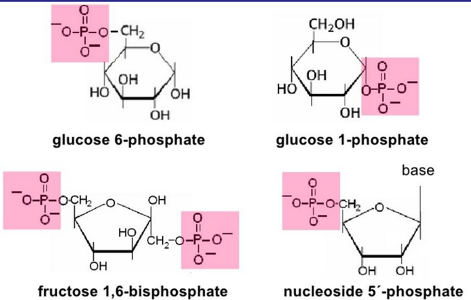 Some More Monosaccharide Derivatives