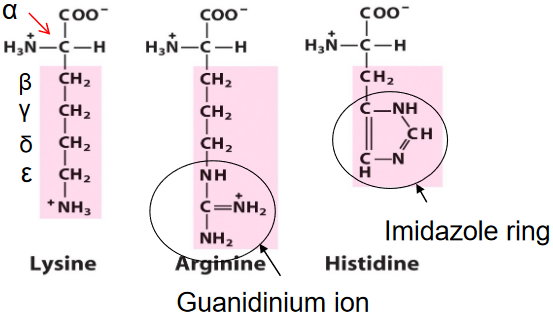 Positively Charged Amino Acids