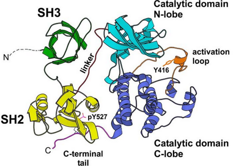 A Protein Domain