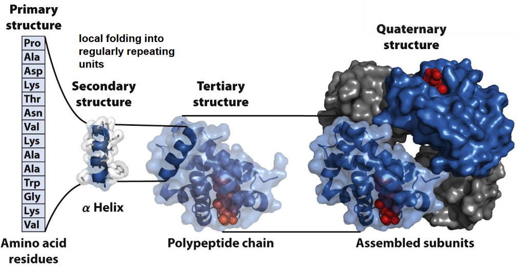 Levels of Protein Structure