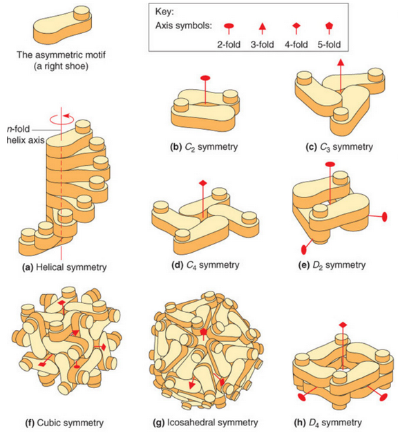 Symmetry in Proteins