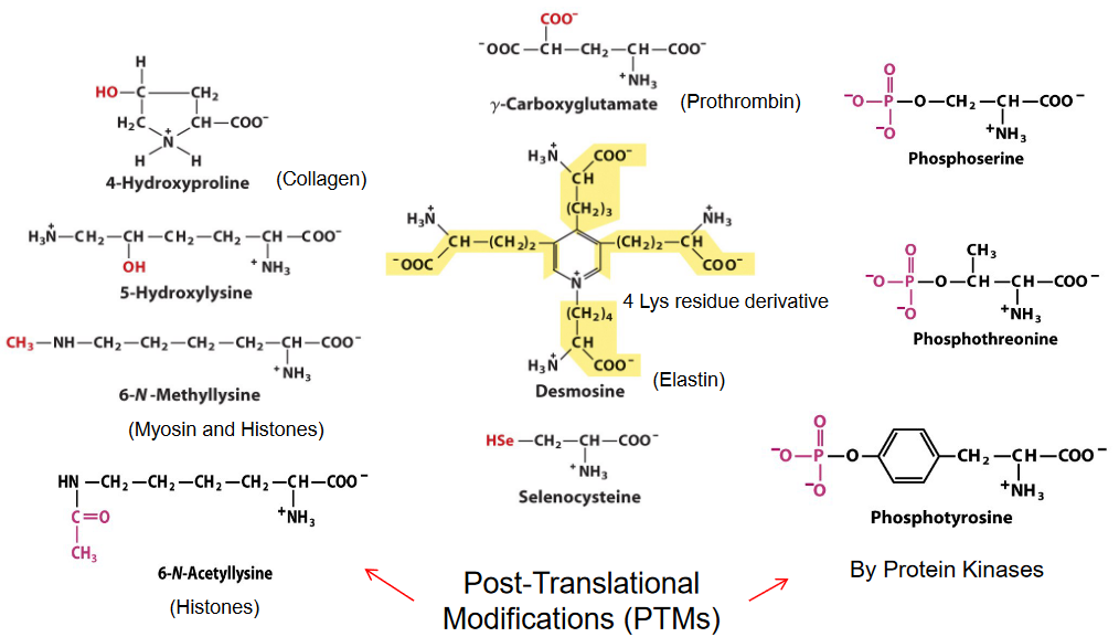 Post-Translational Modifications of Proteins