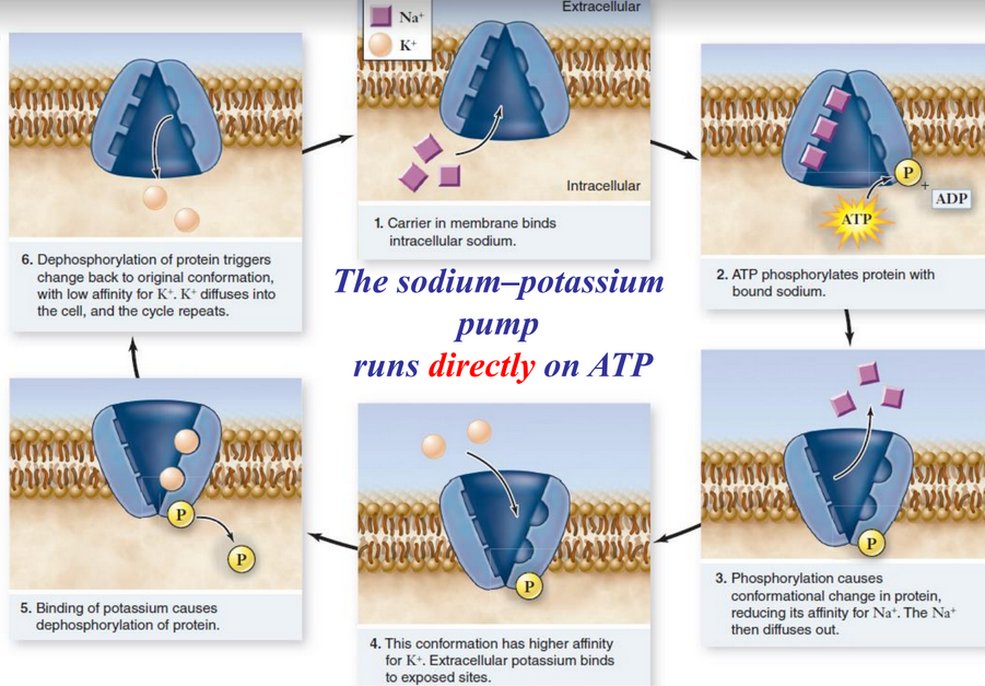 Mechanism of the Sodium / Potassium Pump