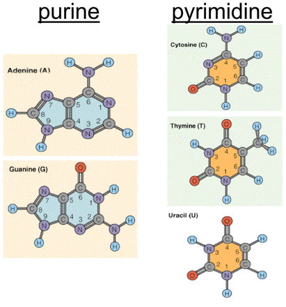 Structure of Purines and Pyrimidines