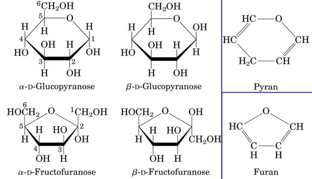 Pyranose and Furanose Structures