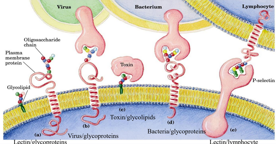 Oligosaccharides in Recognition and Adhesion Processes