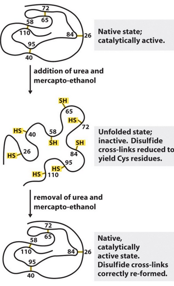 Denaturation of Ribonuclease