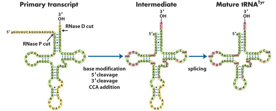 Ribonuclease P Activity