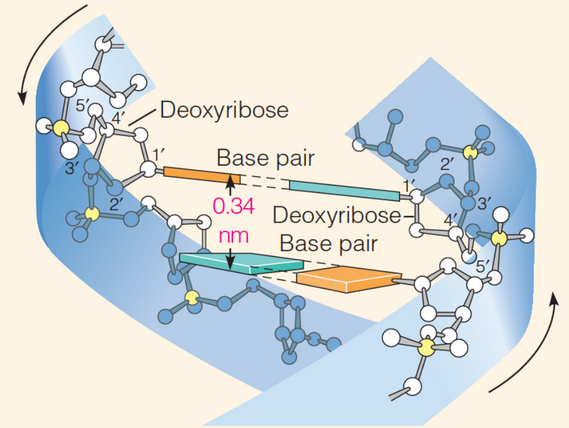 Distances Between Base Pairs in DNA