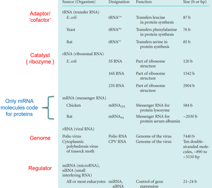 Functions of RNA