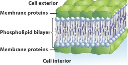 Sandwich Model of the Cell Membrane