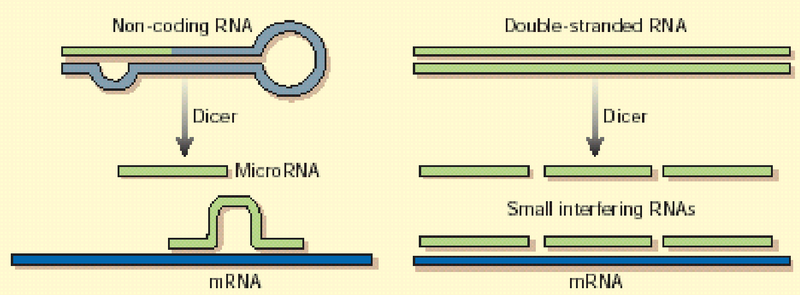 ncRNAs at Work